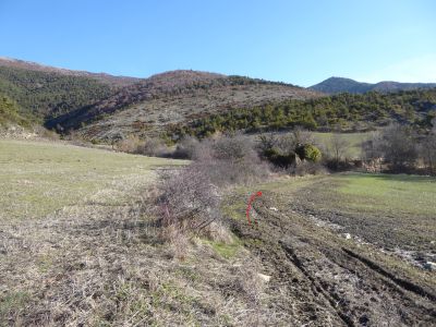 Buisson ruines