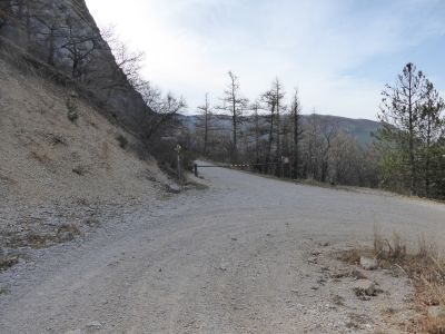 Route forestière Jubéo 2