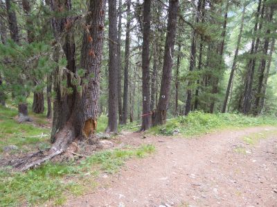 Croisement Cascuers 2