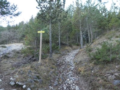 Croisement fin jaune RF