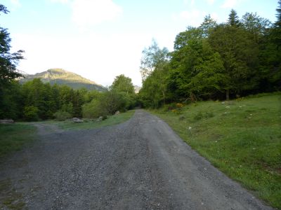 Croisement fin jaune RF