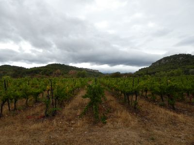 Vue vignes