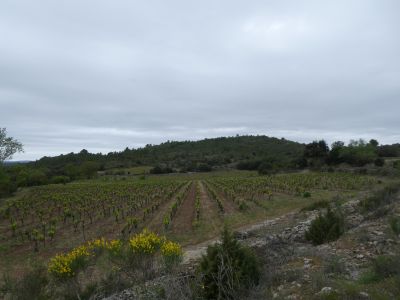 Vue vignes 2