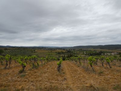 Vue vignes