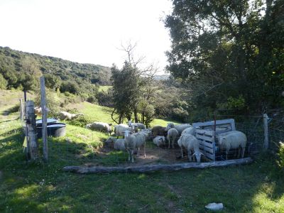 Vue bergerie Souleilla