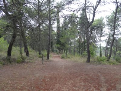 Croisement autre sentier botanique