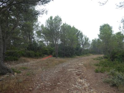 Croisement jaune Sermije
