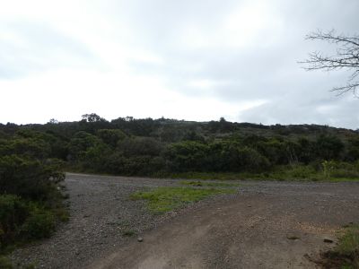Croisement Romarin 3