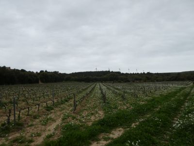 Vue vignes