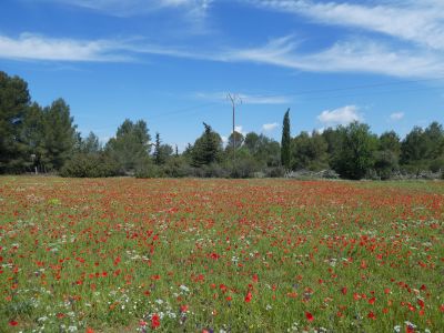 Vue coquelicots