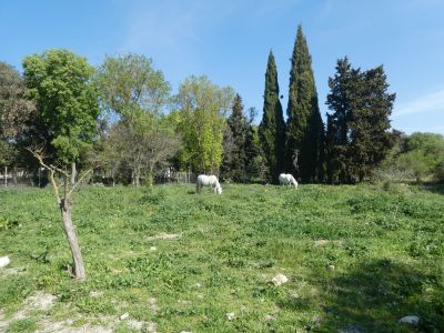 Vue garrigue