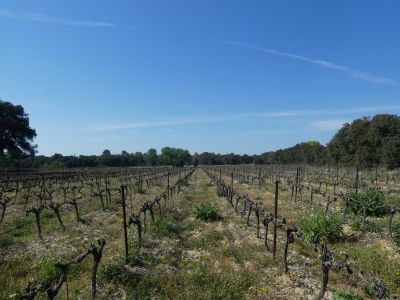 Vue vignes