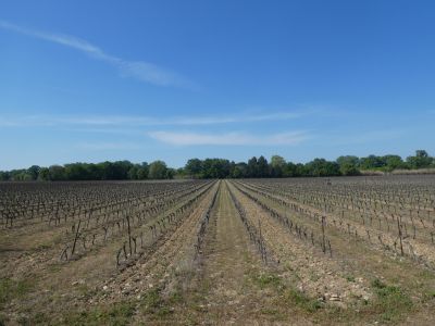 Vue vignes 2