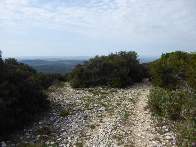 Croisement après Plantations