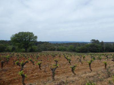 Vue vignes 3