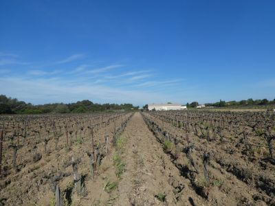 Vue vignes