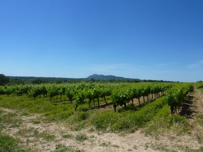 Vue vignes