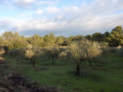 Vue oliveraie