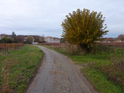 Croisement vignes