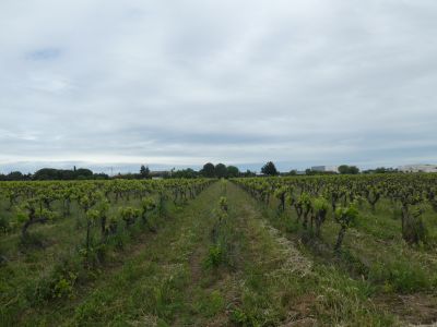 Vue vignes