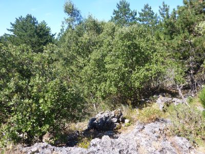 Descente Tude