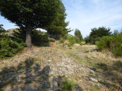 Arbres montée Borgne