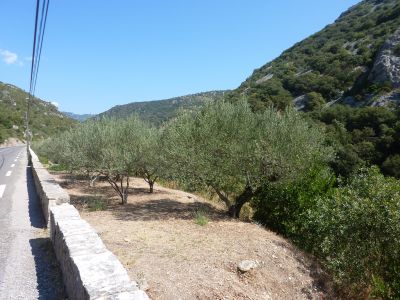 Vue oliveraies