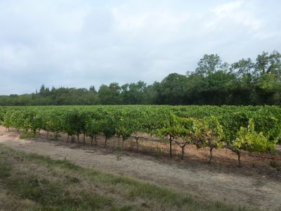 Vue vignes