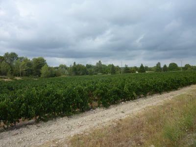 Vue vignes 2