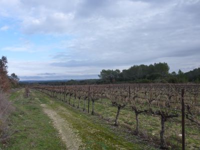 Vue vignes 2
