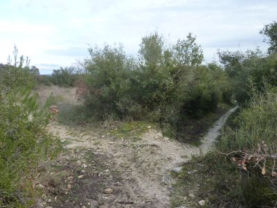 Croisement avant chiens