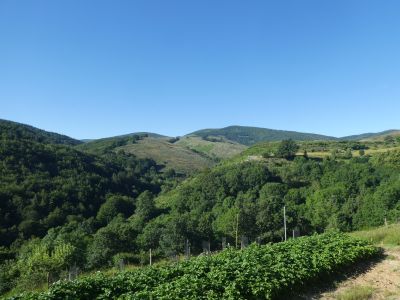 Vue crêtes Aigoual