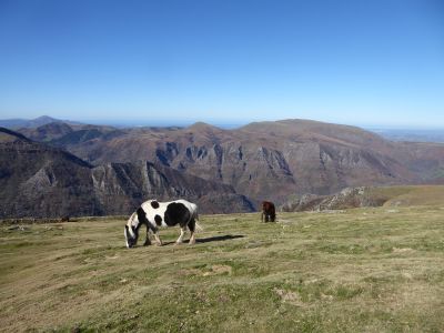 Vue chevaux