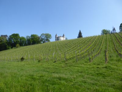 Vignoble7