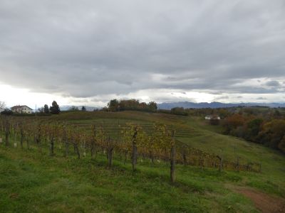 Vue vignes