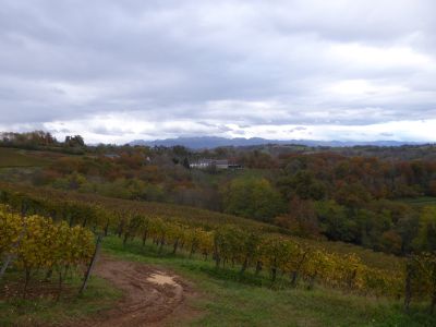 Vue vignes 2