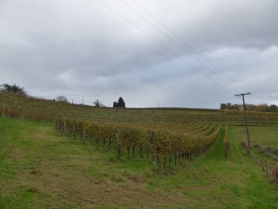 Vue vignes 3