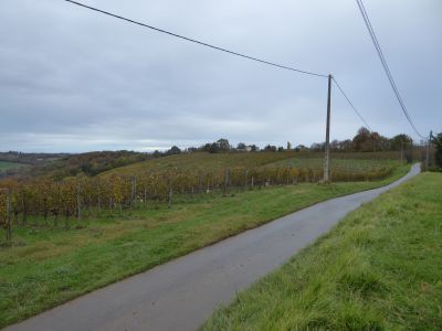 Vue vignes 4