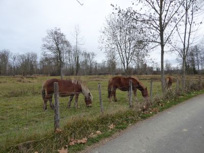 Vue chevaux