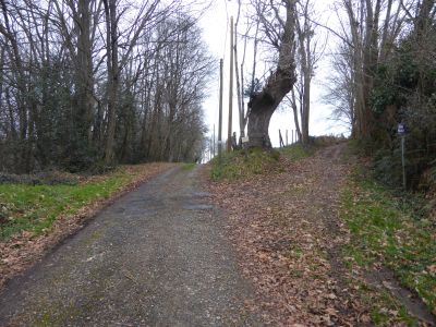 Croisement Glandée