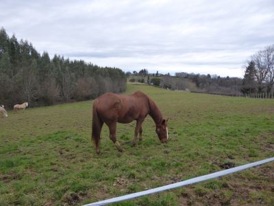 Vue chevaux