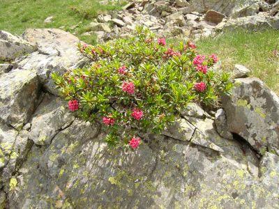 Vue fleurs Anglas