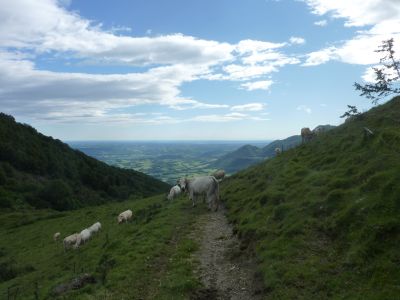 Vue vaches