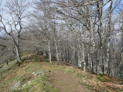 Descente Monné