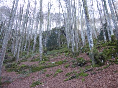 Vue forêt domaniale