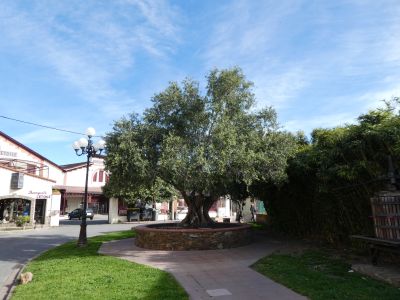 Vue olivier Etoile