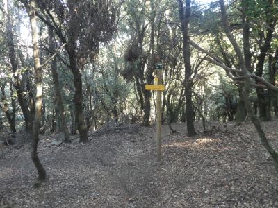 Croisement après Reposador