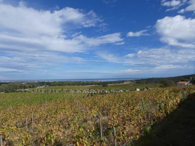 Vue vignes Valmy