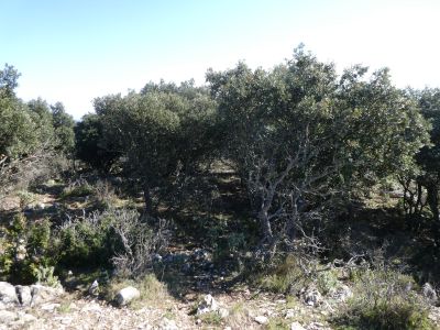 Descente Calcina
