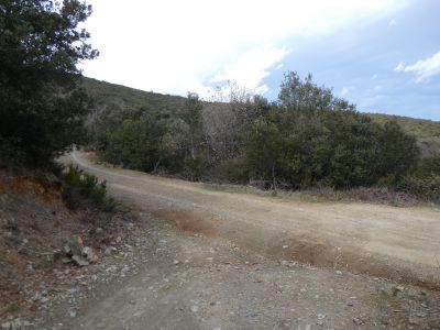 Croisement Domingo 2